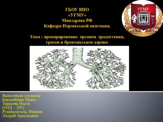 Препарирование органов средостения, трахея и бронхиальное дерево