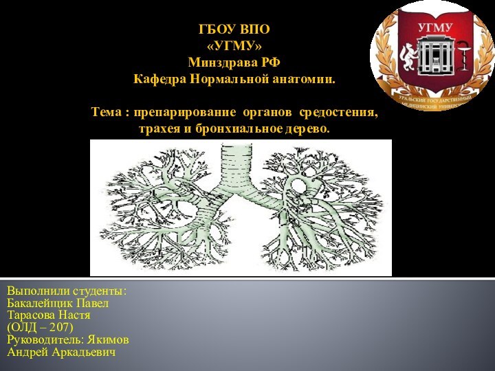 ГБОУ ВПО  «УГМУ» Минздрава РФ Кафедра Нормальной анатомии.  Тема :