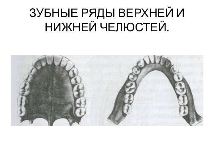 ЗУБНЫЕ РЯДЫ ВЕРХНЕЙ И НИЖНЕЙ ЧЕЛЮСТЕЙ.