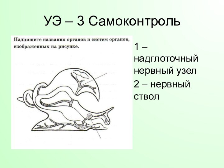 УЭ – 3 Самоконтроль1 – надглоточный нервный узел2 – нервный ствол