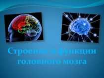 Строение и функции головного мозга