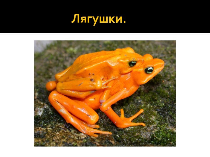 Лягушки.