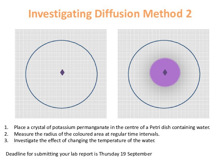 Investigating Diffusion Method 2 Place a crystal of potassium permanganate in the