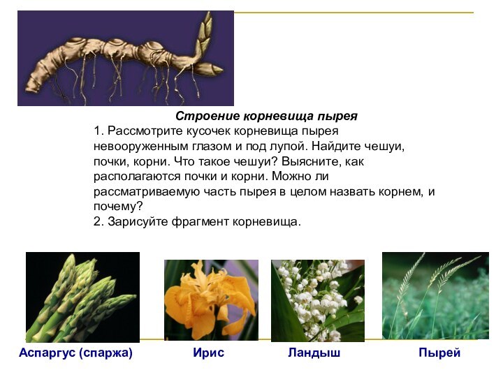 Строение корневища пырея1. Рассмотрите кусочек корневища пырея невооруженным глазом и под