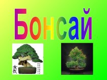 Бонсай