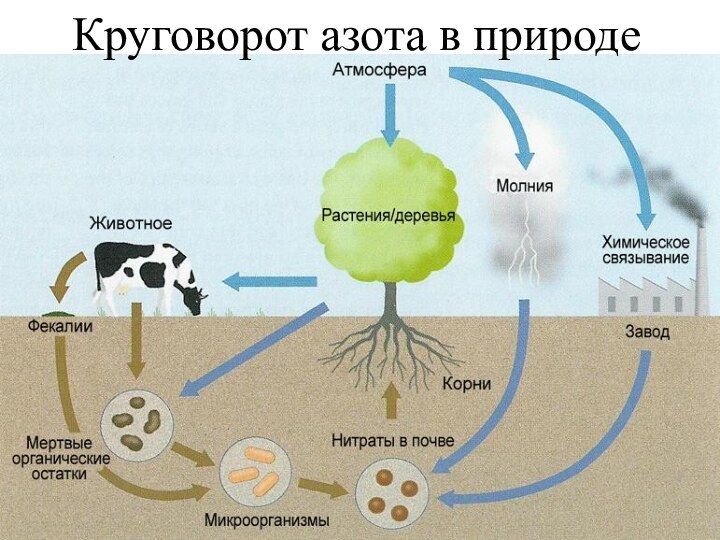 Круговорот азота в природе