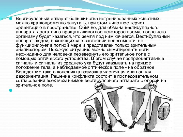 Вестибулярный аппарат большинства нетренированных животных можно кратковременно запутать, при этом животное