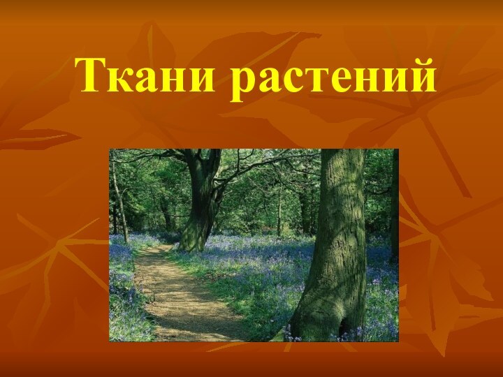 Ткани растений