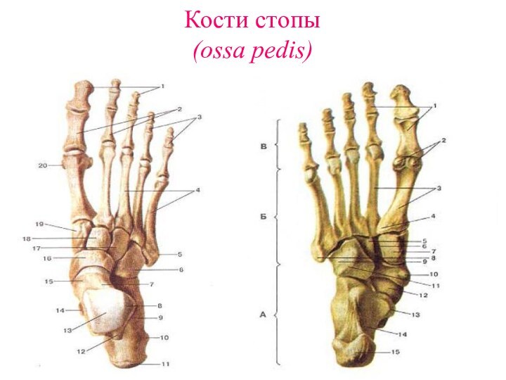 Кости стопы  (ossa pedis)