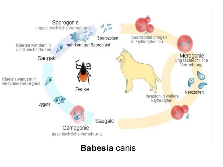 Babesia canis