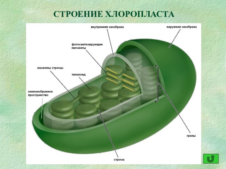 СТРОЕНИЕ ХЛОРОПЛАСТА