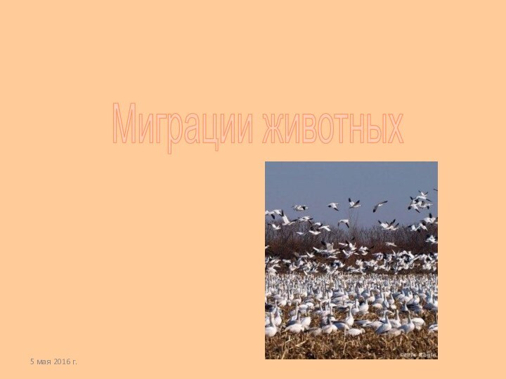 Миграции животных