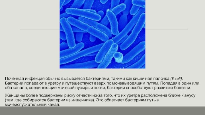 Почечная инфекция обычно вызывается бактериями, такими как кишечная палочка (E.coli). Бактерии попадают в