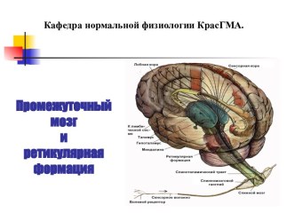 Промежуточный мозг и ретикулярная формация