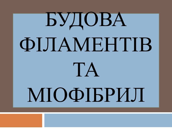 Будова філаментів та міофібрил