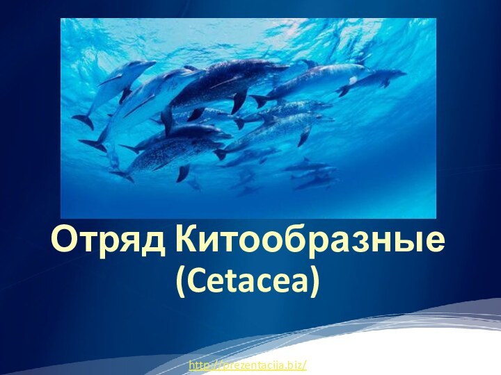 Отряд Китообразные (Cetacea) http://prezentacija.biz/