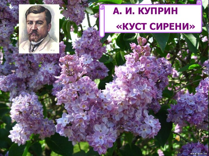 А. И. КУПРИН «КУСТ СИРЕНИ»