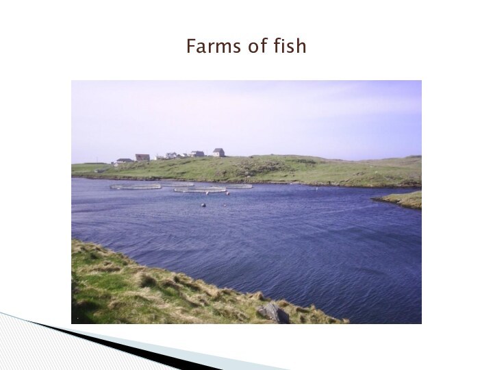 Farms of fish