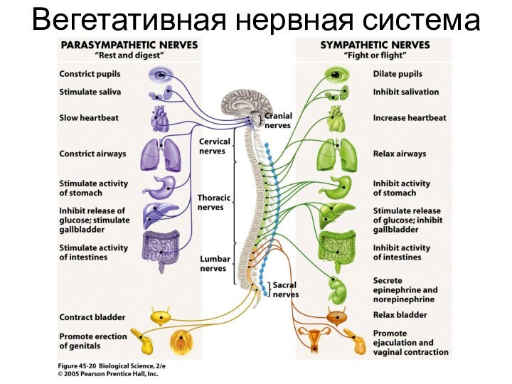 Вегетативная нервная система