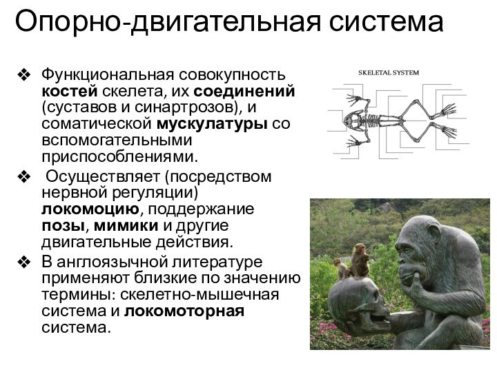 Опорно-двигательная системаФункциональная совокупность костей скелета, их соединений (суставов и синартрозов), и соматической