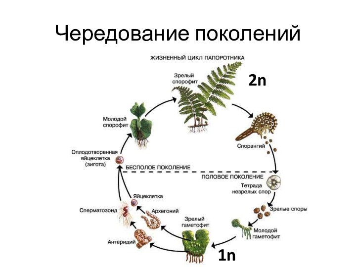 Чередование поколений2n1n2n1n