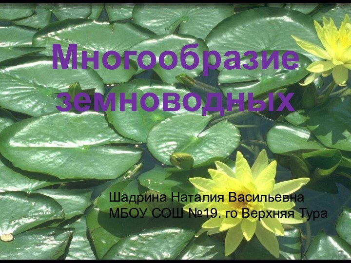 Многообразие земноводныхШадрина Наталия Васильевна МБОУ СОШ №19. го Верхняя Тура