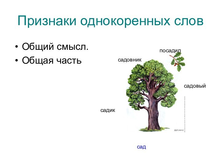 Признаки однокоренных словОбщий смысл.Общая часть садсадиксадовыйсадовникпосадил