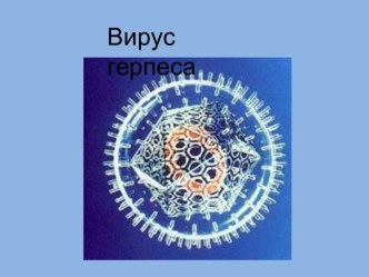 Вирус герпеса