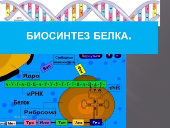 Биосинтез белка.