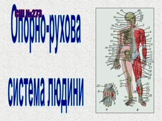 Опорно-двигательная система