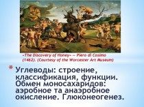 Углеводы: строение, классификация, функции. Обмен моносахаридов: аэробное та анаэробное окисление. Глюконеогенез.