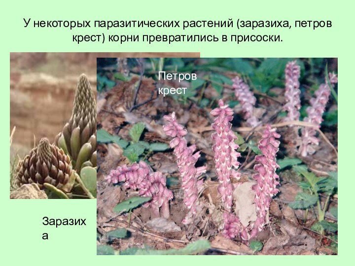 У некоторых паразитических растений (заразиха, петров крест) корни превратились в присоски.