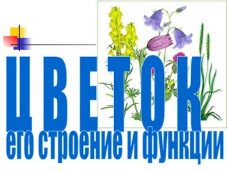 Цветок, его строение и функции