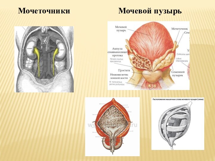 Мочеточники