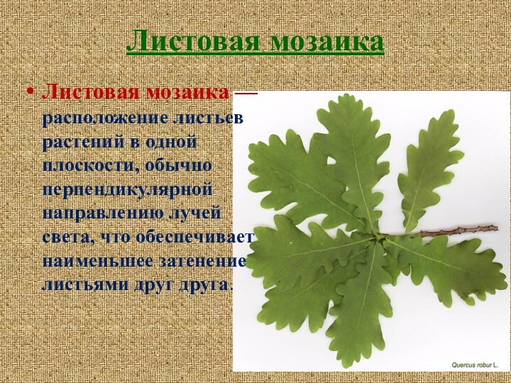 Листовая мозаикаЛистовая мозаика — расположение листьев растений в одной плоскости, обычно перпендикулярной направлению
