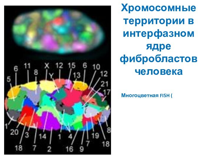 Хромосомные территории в интерфазном ядре фибробластов человекаМногоцветная FISH (