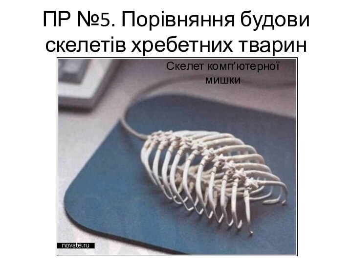 ПР №5. Порівняння будови скелетів хребетних тварин Скелет комп’ютерної мишки