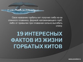 19 интересных фактов из жизни горбатых китов