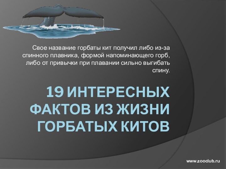 19 ИНТЕРЕСНЫХ ФАКТОВ ИЗ ЖИЗНИ ГОРБАТЫХ КИТОВСвое название горбаты кит получил либо