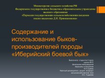 Содержание и использование быков-производителей породы Иберийский боевой бык