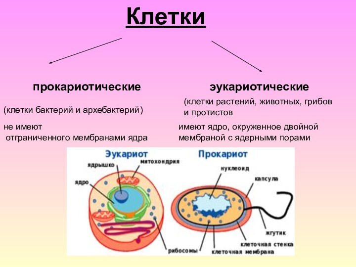 Клеткипрокариотическиеэукариотические (клетки бактерий и архебактерий)(клетки растений, животных, грибов и