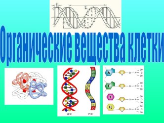 Органические вещества клетки