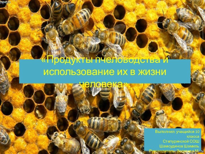 «Продукты пчеловодства и использование их в жизни человека». Выполнил: учащийся 10