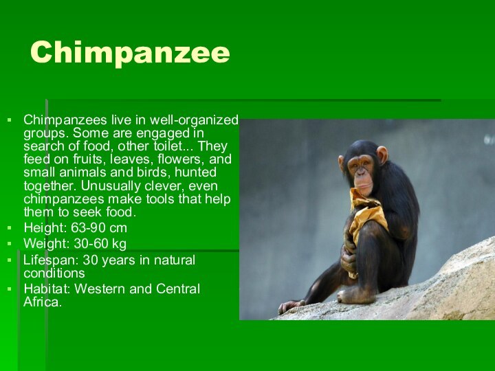 Chimpanzee Chimpanzees live in well-organized groups. Some are engaged in search of