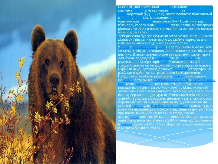 Вигляд бурого ведмедя є типовим для ведмедів взагалі. В нього міцний кремезний тулуб з