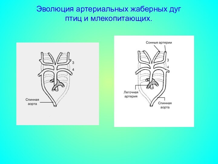 Эволюция артериальных жаберных дуг  птиц и млекопитающих.