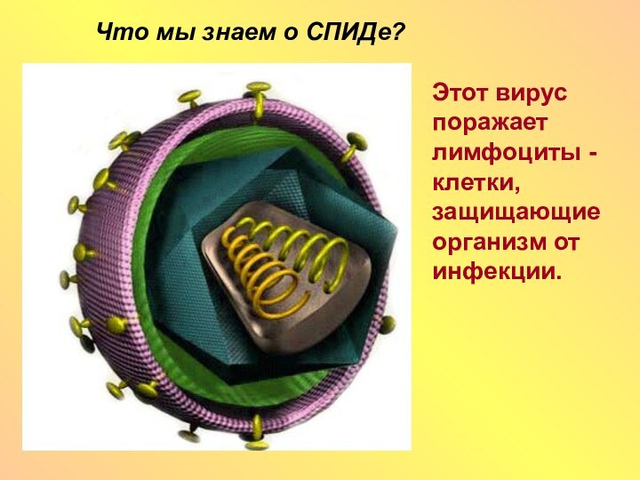 Что мы знаем о СПИДе?Этот вирус поражает лимфоциты - клетки, защищающие организм от инфекции.