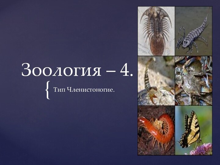 Зоология – 4.Тип Членистоногие.