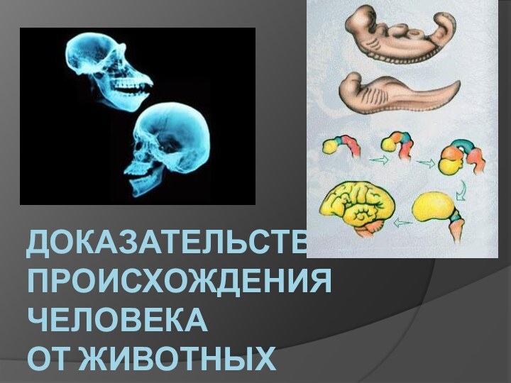 Доказательства происхождения человека  от животных