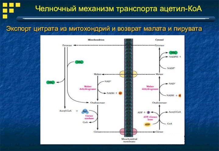 Челночный механизм транспорта ацетил-КоАЭкспорт цитрата из митохондрий и возврат малата и пирувата